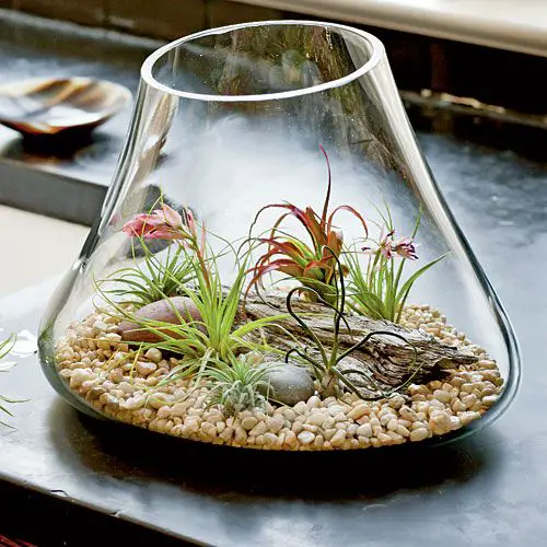 Air Plants with Bark and White Gravel in a Large Terrarium