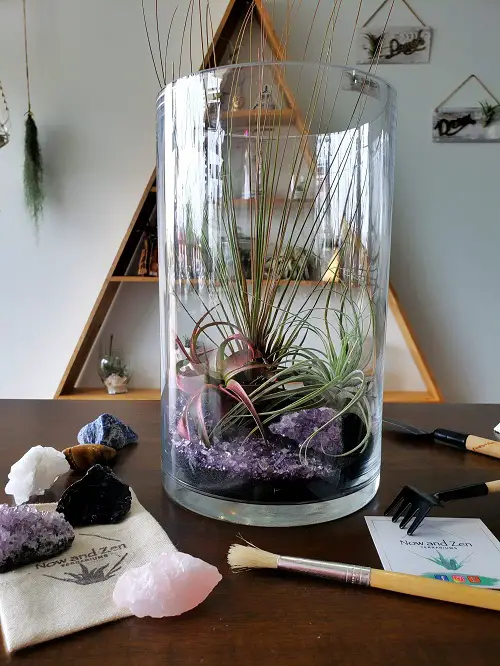 A Massive Air Plant in Glass Terrarium with Purple Crystals