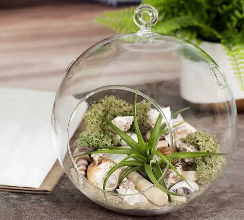 Air Plant with Seashells and Moss