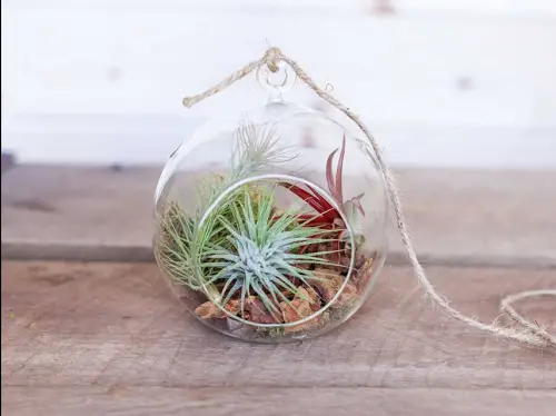 best lovely Indoor Terrarium Plants