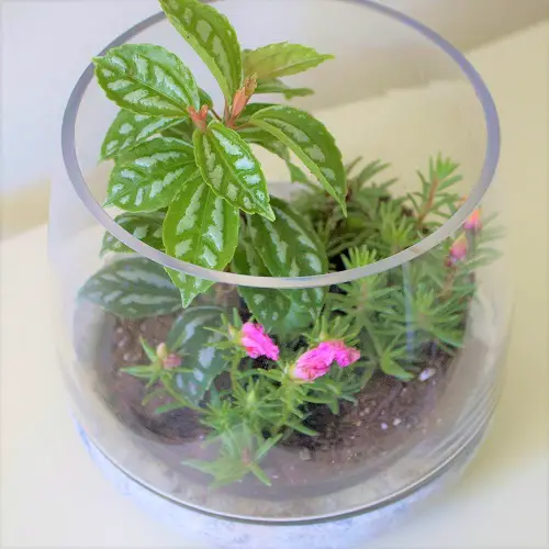 lovely Indoor Terrarium Plants