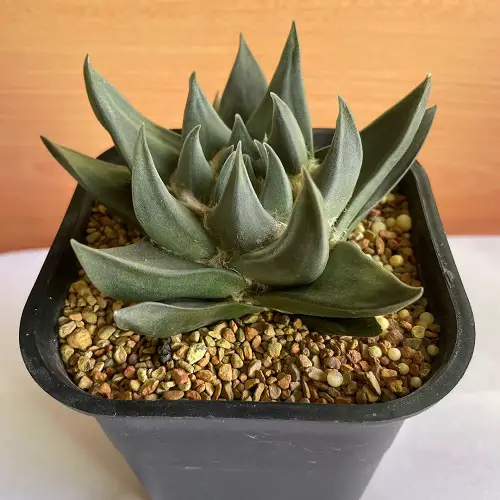 amazing Expensive Succulents in the World