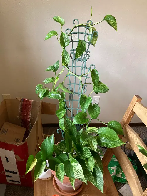 Marble Queen Pothos in a Staked Pot