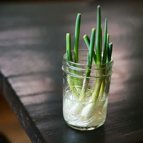 best Kitchen Plants that Grow in Water