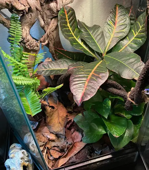 Small Terrarium Plants 25