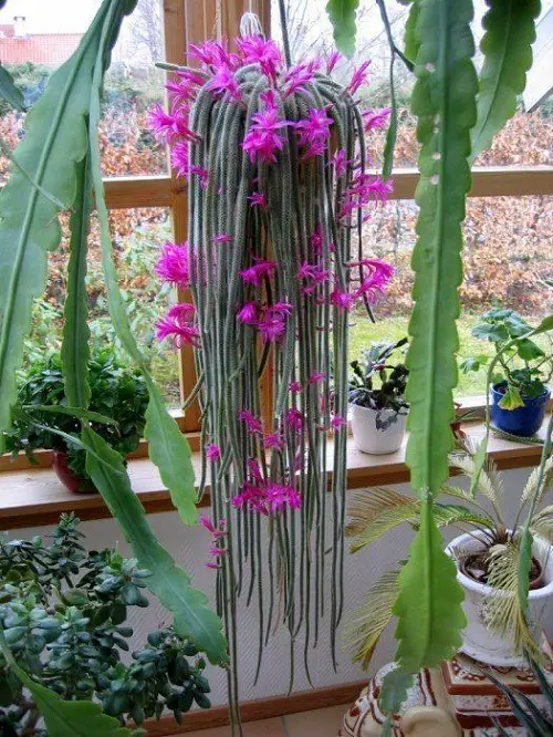 Lengthy-stemmed succulent plants 11