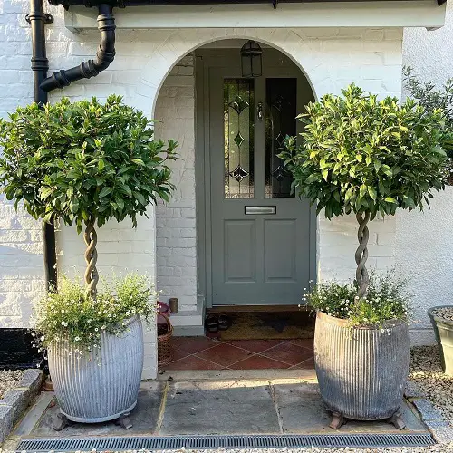 Best Plants for Privacy in Florida