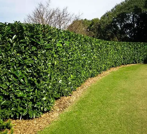 Low-Maintenance Evergreens 2