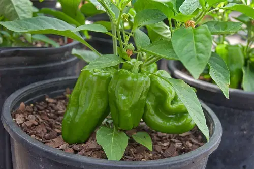 Best Peppers to Grow in Florida