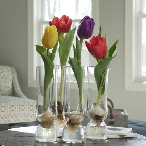 The Best Water-Growing Bulbs