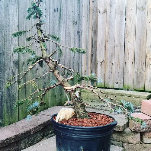 Best Images of Blue Spruce Bonsai 22