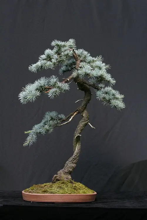 Beautiful pictures of blue spruce bonsai 11