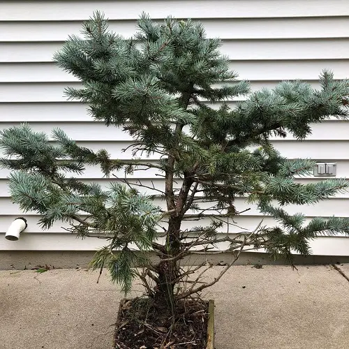 Best Blue Spruce Bonsai Pictures 16