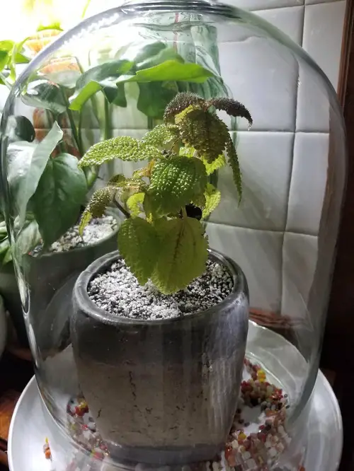 Small Terrarium Plants 35