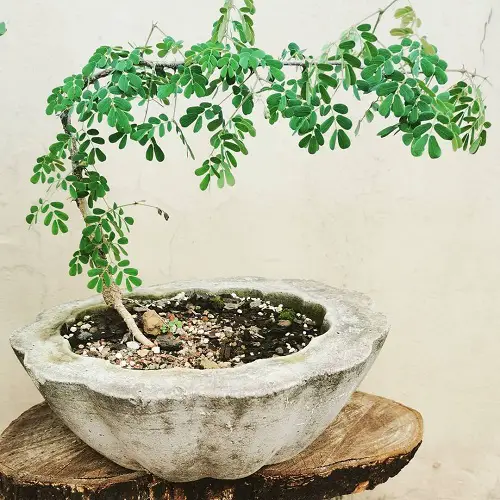 Acacia Bonsai in round white pot