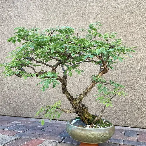 Acacia Bonsai outdoor 2