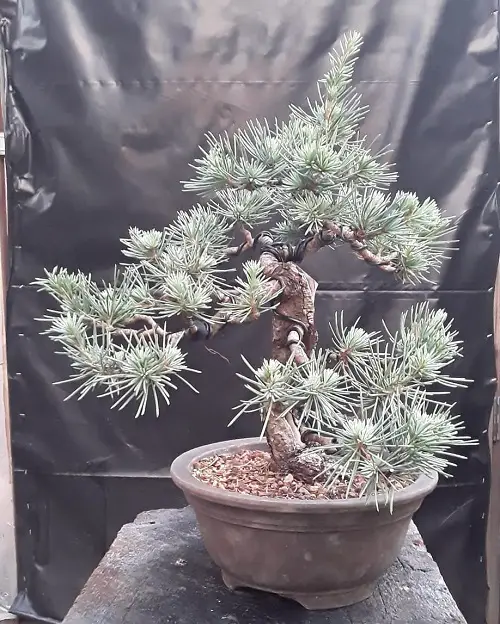 Best Blue Spruce Bonsai Pictures 23