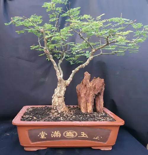 Acacia Bonsai in brown pot