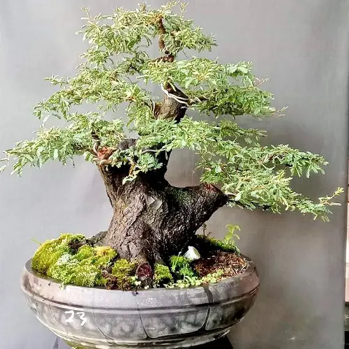 Acacia Bonsai with green foliage