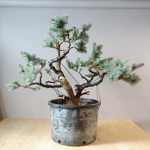 Best Blue Spruce Bonsai Pictures 1
