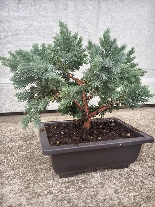 Picture of Blue Spruce Bonsai 7