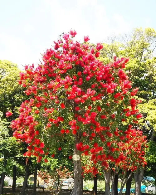 beautiful Plants for Privacy in Florida