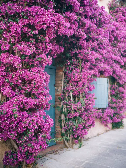 Best Plants for Privacy in Florida