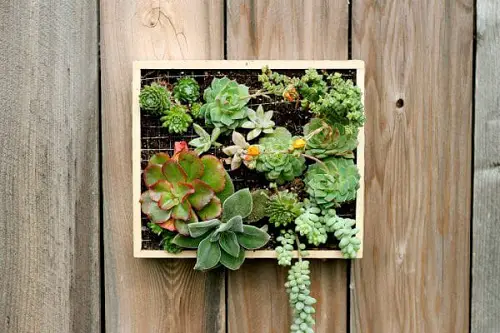 Succulent Frame on the Pallet Wall