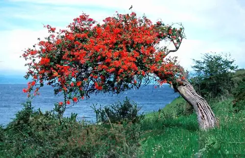 Flame Tree Types
