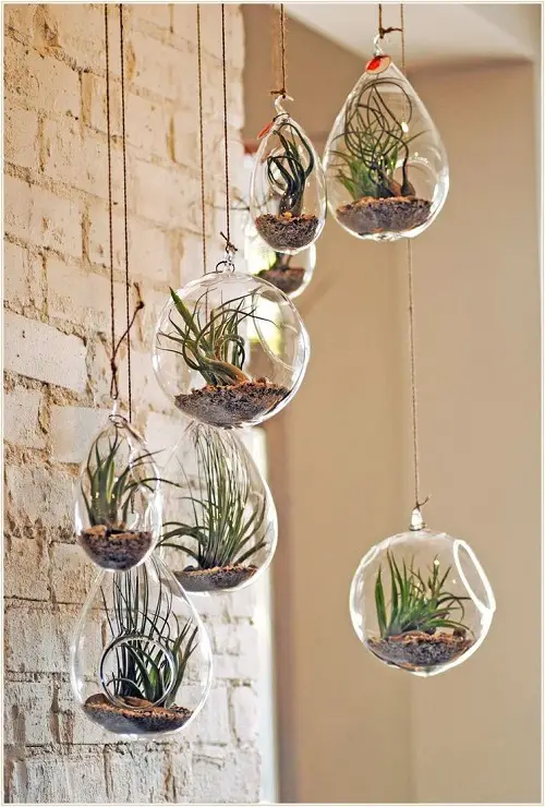 Hanging Glass Terrarium Planters