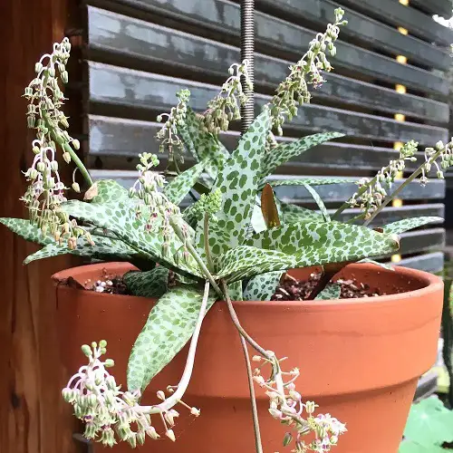 Growing Requirements for Silver Squill