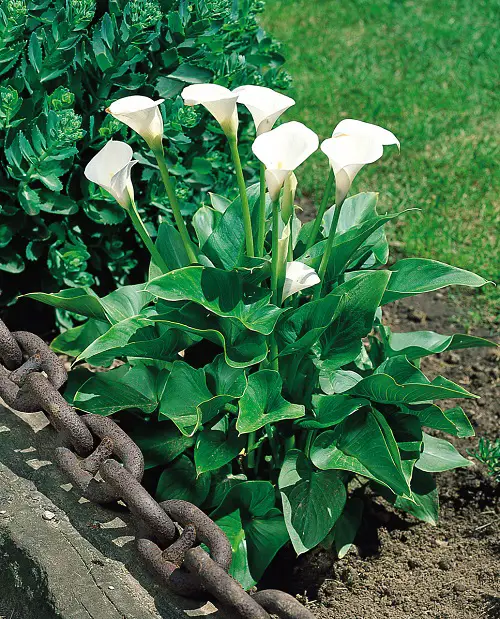 Outdoor Indirect Sunlight Plants for Containers in garden