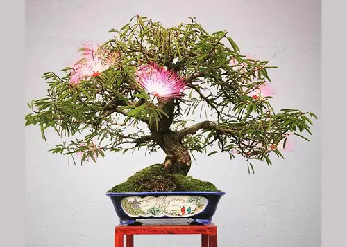 Best Mimosa Tree Bonsai Pictures 1