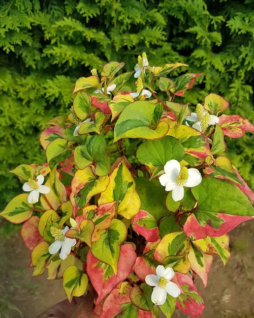 Outdoor Indirect Sunlight Plants for Containers