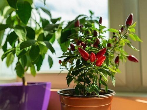 Best Nightshade Vegetables and Fruits to Grow in Pots 