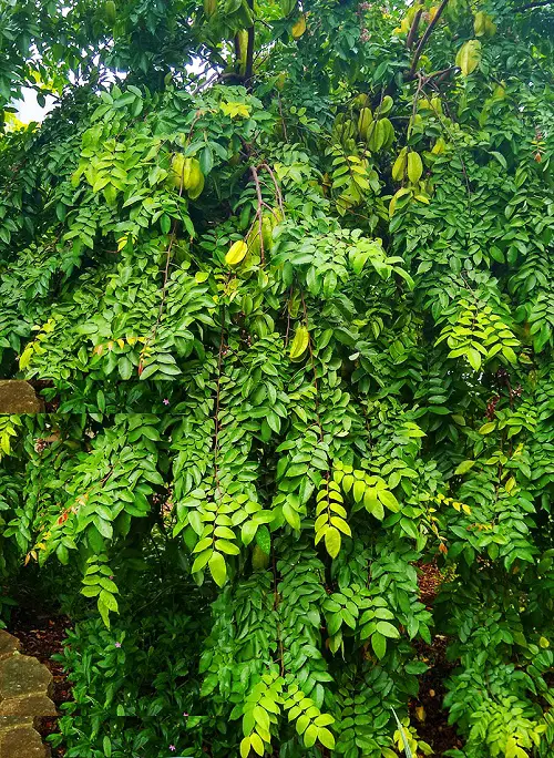 How to Grow Star Fruit