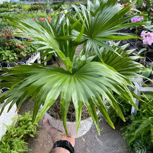 Chinese Fan Palm Care