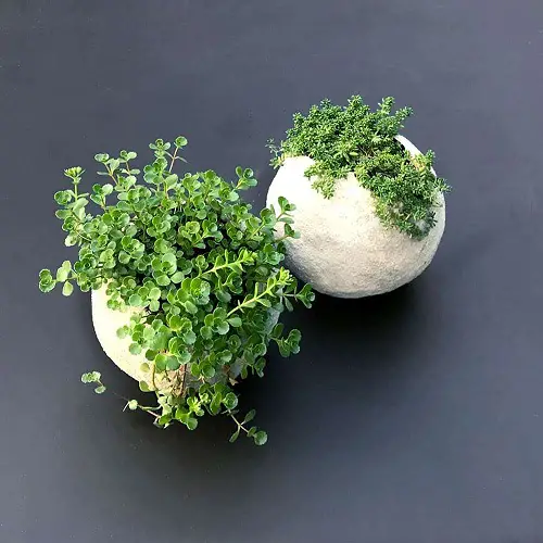 Baloon Cement Planter with Baby Tears Plant