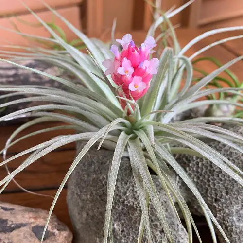 Miniature Tillandsia Centerpiece