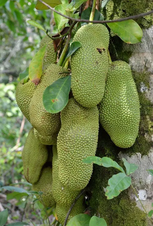 Outstanding Green Fruits With image 