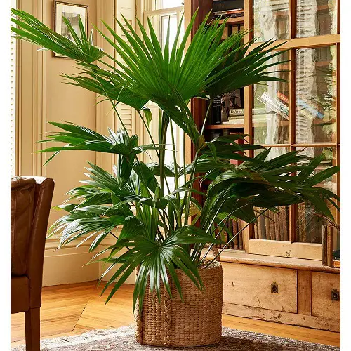 Indoor Low Light Palms That Don't Need the Sun 