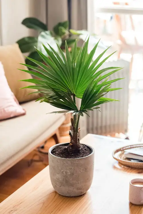 How to Grow China Palm