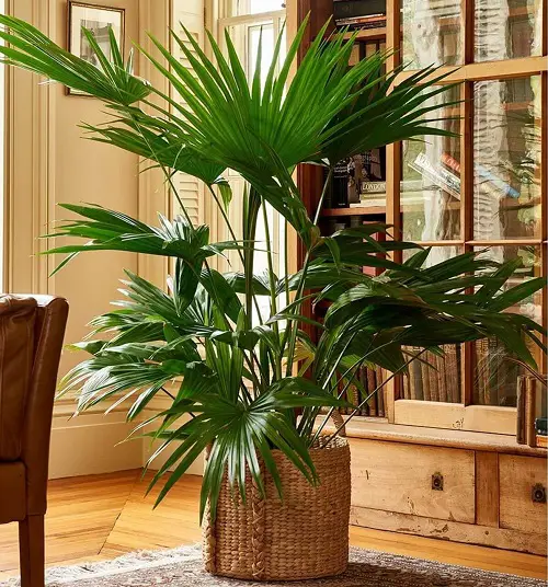 Best Pot Size to Grow Grow Chinese Fan Palm 