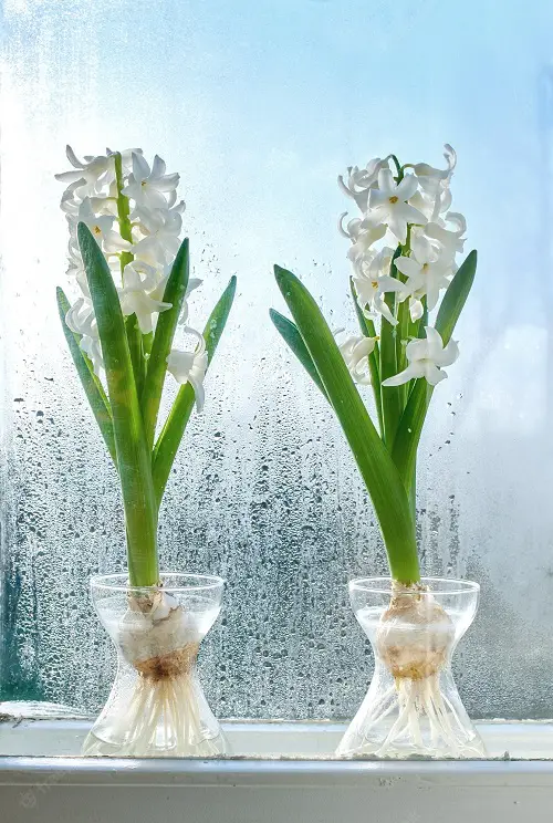 best Top Bulbs for Water Growing 