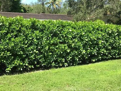 Best Plants for Privacy in Florida in garden