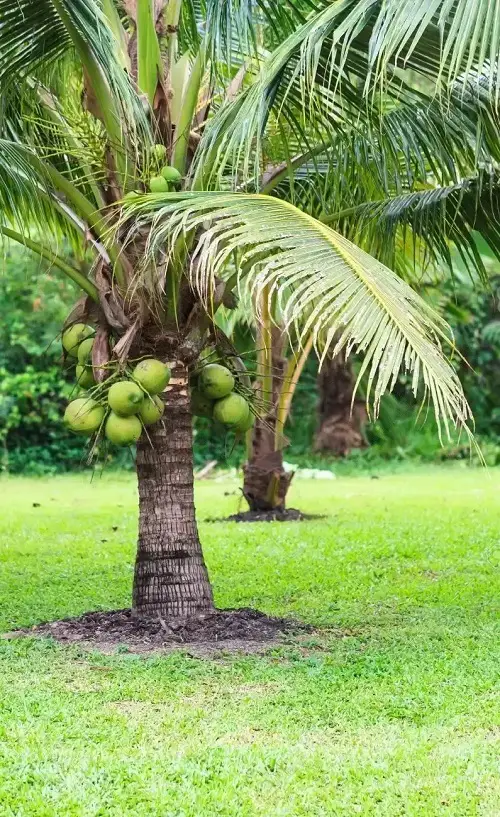 tasty Best Green Fruits with Pictures