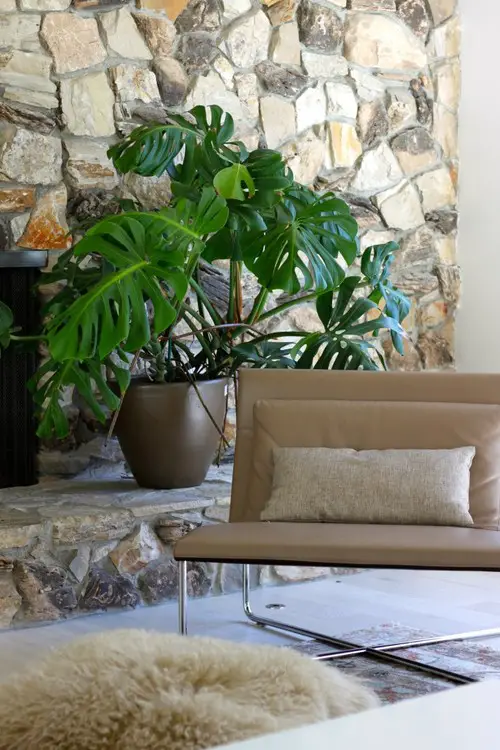Low Light Plant Decor Ideas