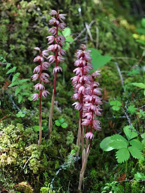 What are Parasitic Orchids