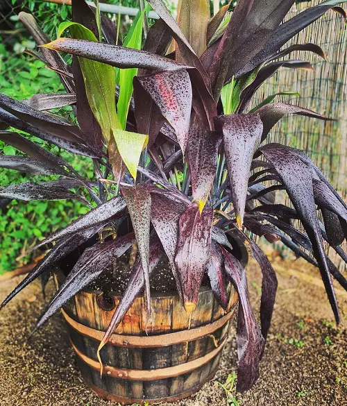 Best Black Magic Plants for the Garden 4