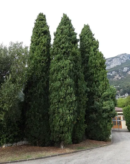 Tall Skinny Trees